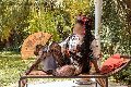 Foto Annunci Vip Transescort Firenze Diana Ferraz 3271287566 - 59