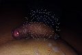 Roma Trans Escort Nathalie 339 63 31 329 foto selfie 6